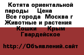 Котята ориентальной пароды  › Цена ­ 12 000 - Все города, Москва г. Животные и растения » Кошки   . Крым,Гвардейское